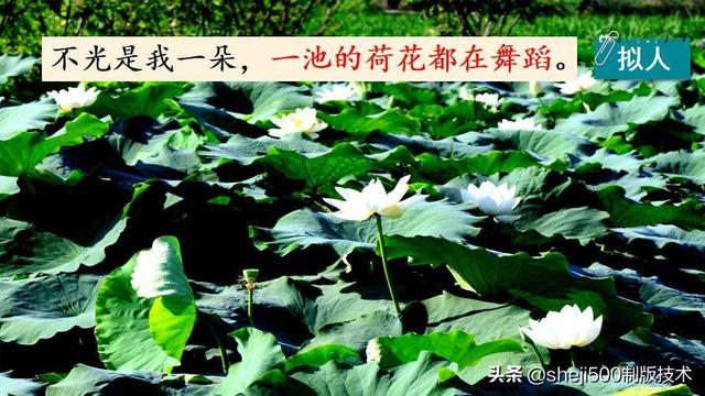 莲蓬的蓬是不是读轻声，莲蓬的蓬为什么读轻声（部编版语文三年级下册第3课《荷花》图文讲解）