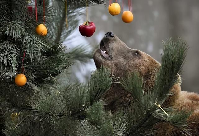 熊喜欢吃什么食物，熊吃什么食物（遇熊装死能不能躲过一劫）
