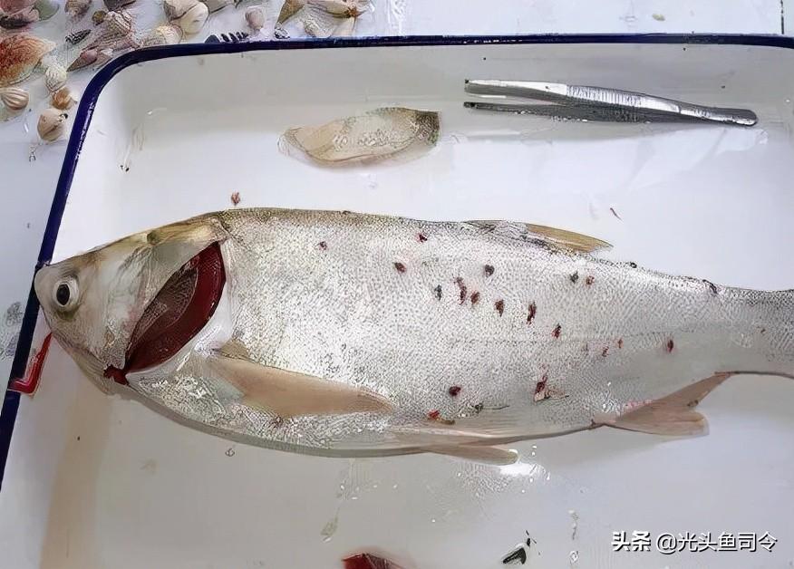 鱼生寄生虫(顺德鱼生寄生虫)