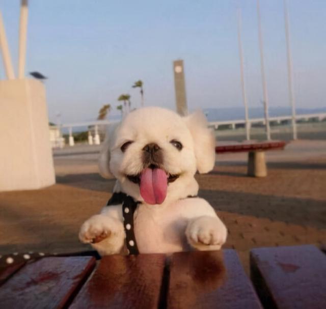 小可爱的糖糖糖糖的小可爱网名，小可爱的糖糖糖糖的小可爱（中二搞怪的可爱宠物狗的名字反差萌-可爱点）