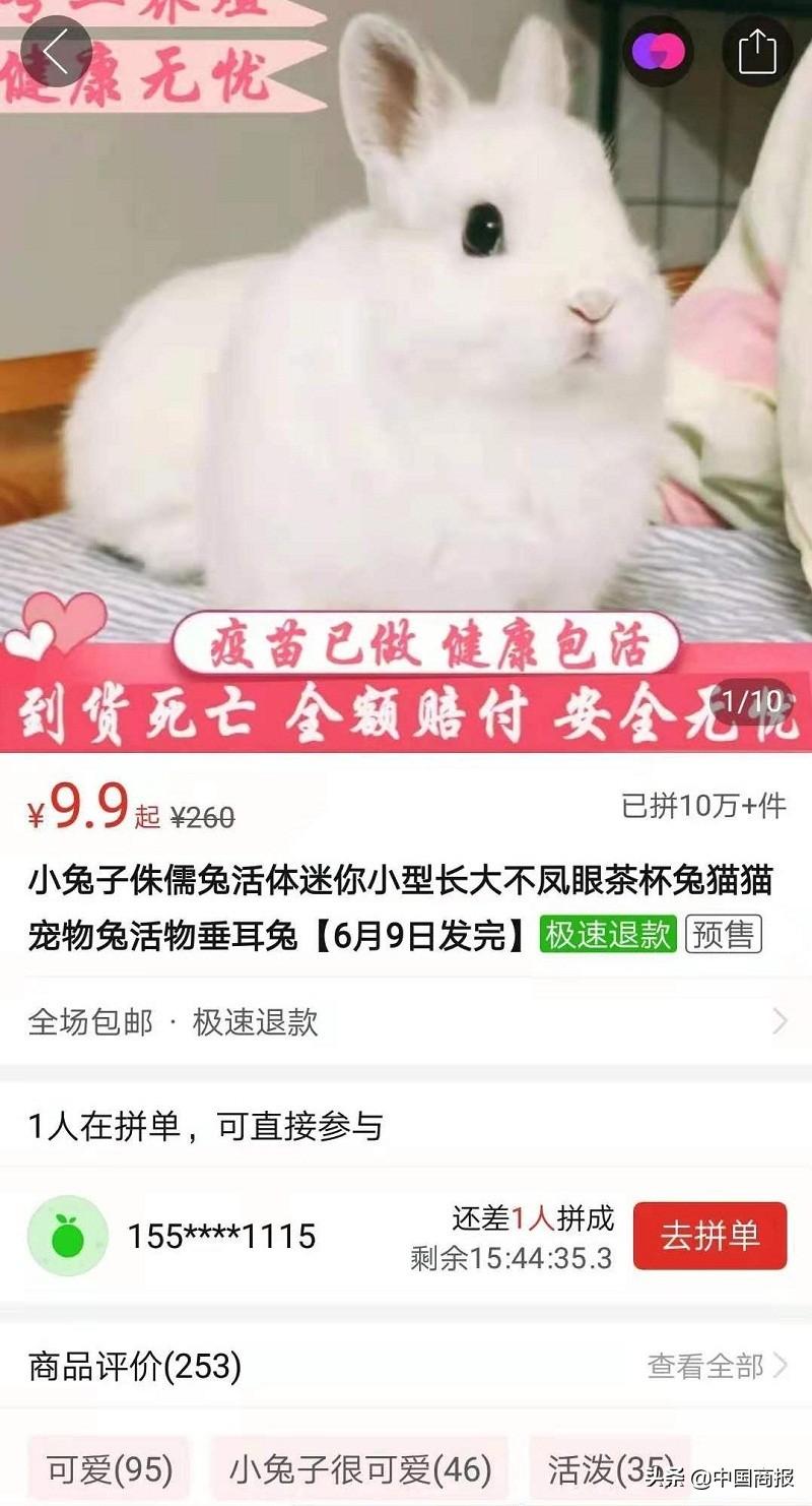 宠物寄快递多少钱 宠物快递费用