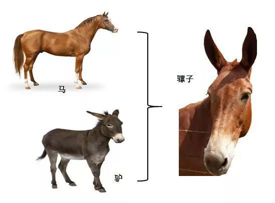 转基因是什么意思，大豆非转基因是什么意思（先从杂交鸡、骡子和狮虎兽开始吧）