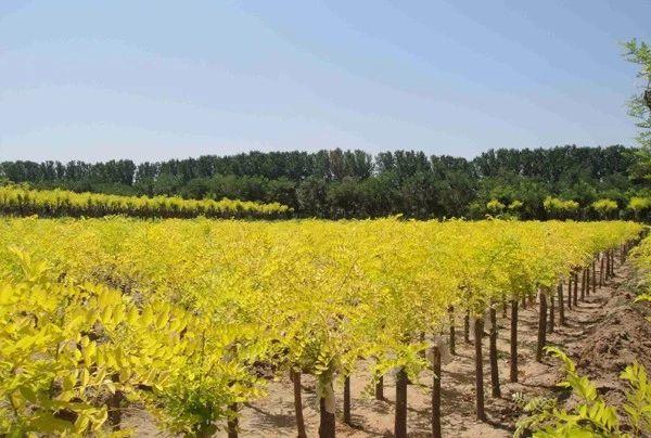 1米塔柏树苗价格多少钱一棵，1米高塔柏价格（这5类苗正在涨价）