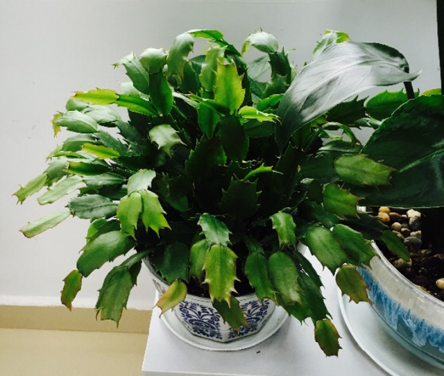 1823是什么意思，1823是什么意思肖战（其实跟兰花没一毛钱关系）