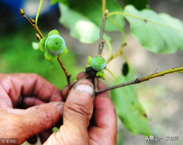 寄生树的种类,寄生树品种大全(重庆有一棵千年夫妻树) 寄生树的种类,寄生树品种大全(重庆有一棵千年夫妻树)