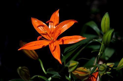 鬼百合是什么样的花，鬼百合花图片（几种超美的百合花）
