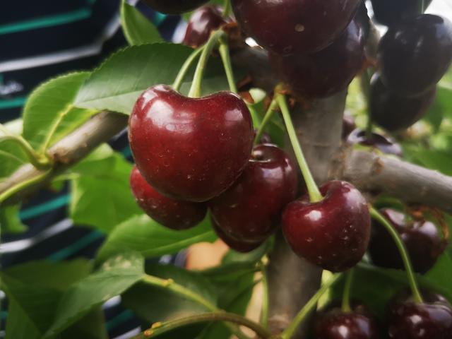 车厘子的寓意与象征，为什么总有人说“中国的樱桃是酸的