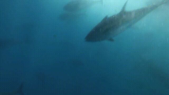 白金枪鱼是什么鱼，白金枪鱼和红金枪鱼哪个贵（天价蓝鳍金枪鱼及其背后的秘密）