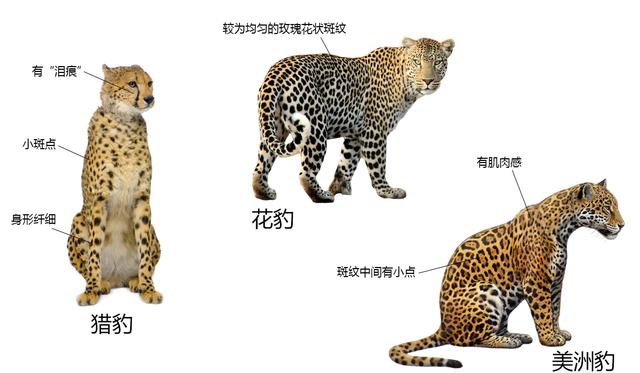 豹子的速度，浅谈猎豹高速追击下的奥秘（豹子的速度是汽车的几倍）