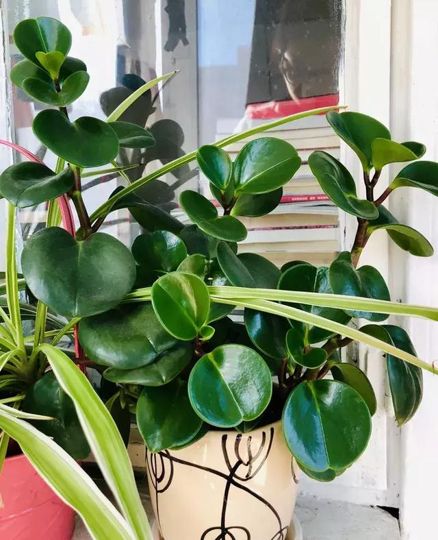 绿萝好养吗,绿萝怎样栽培(绿萝竟然排在倒数第1) 绿萝好养吗,绿萝怎样栽培(绿萝竟然排在倒数第1)