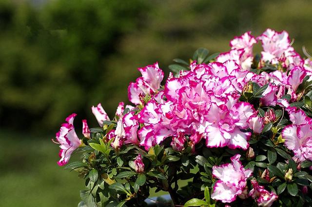 比利时杜鹃的养殖方法和注意事项，比利时杜鹃的养殖方法和注意事项是什么（冬季就该养一盆）