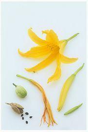 金针菇什么情况下有毒，金针菇怎么会有毒（金针菇和金针菜是一个东西吗）