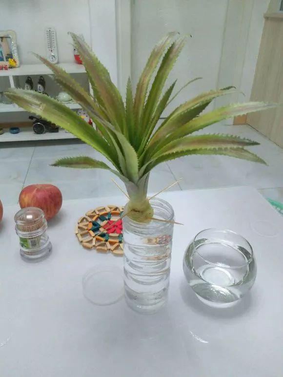 霸王花是火龙果的花吗，昙花、霸王花、火龙果花和令箭荷花的区别（奶奶把一根枝插土里）