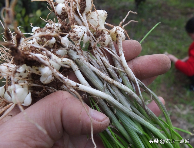 野韭菜和野蒜，这类野菜叫“野韭菜”还是大脑瓜