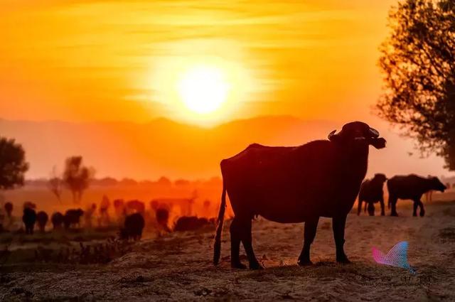 白露是什么时候，白露是几月几号2022年（昼夜等长，今日秋分）