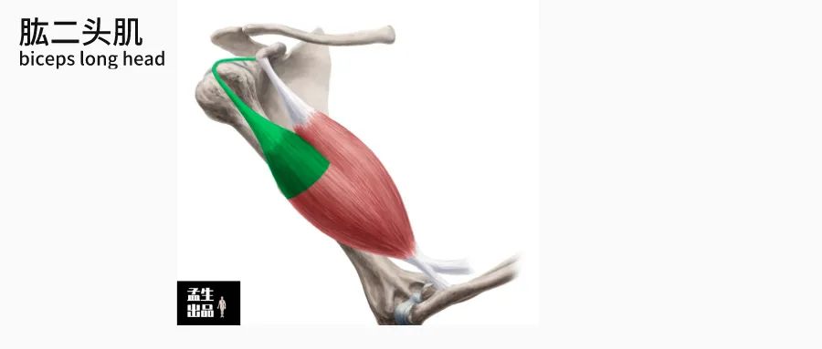肱骨长是什么意思，股骨长是什么意思（肩关节肌骨解剖学——第三讲）