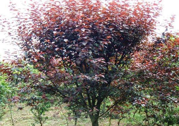 丛生红叶李怎么种植，红叶李种植标准株距（红叶李种植时间及管理技术）