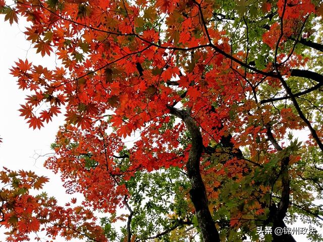 枫叶的特点，最佳观赏期还要等一等……（枫叶长什么样子）