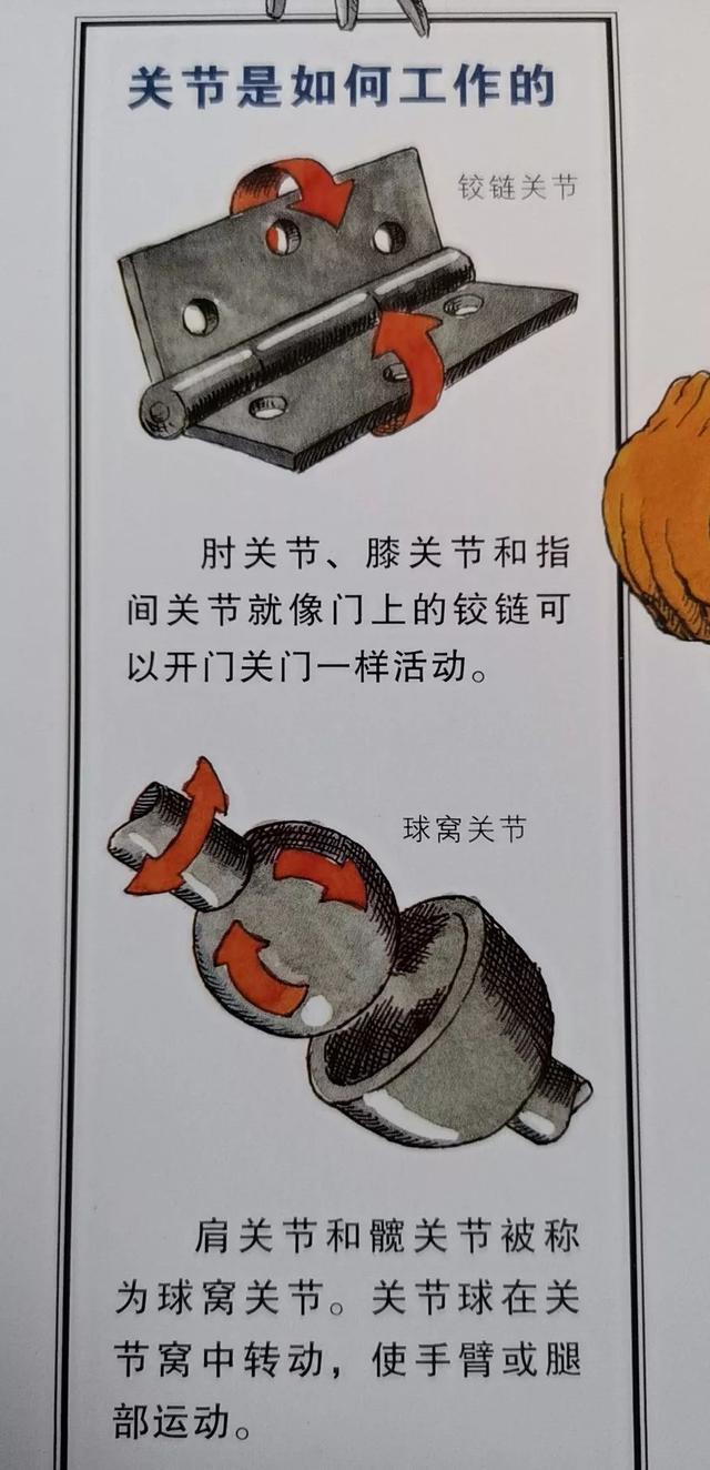 如何画一部简单的电话机，画电话的简单画法图（这套儿童科普读物把骨头画成钢铁侠）