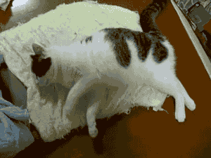 梦见杀了猫是什么意思，梦见杀了猫是什么意思啊（会梦到铲屎官吗）