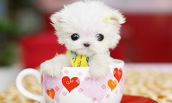 茶杯犬要多少钱(茶杯犬现在多少钱一只)