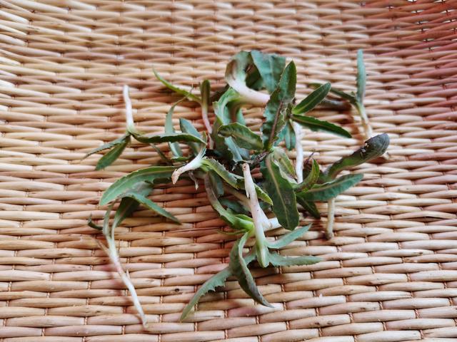 蕖菜的作用药用价值，蕹菜的药用价值（后4种好多人都不知道真名叫什么）