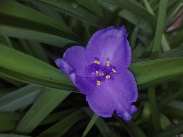 紫露草花语，紫露草 花语（花语尊崇实则平凡的紫露草）