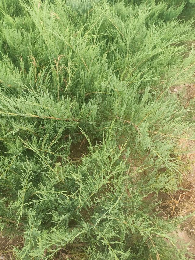 沙地柏怎么种植，沙地柏种植方法（常绿新型地被植物——沙地柏植物非试管高效快繁技术快繁沙地柏）