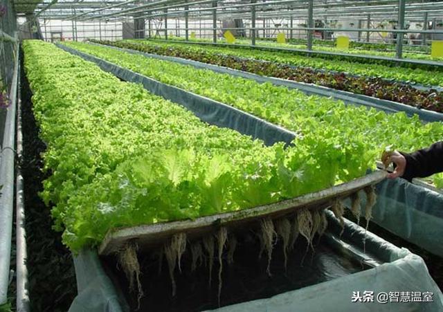 家庭怎样无土种植空心菜，水培空心菜（无土栽培技术却如此简单）