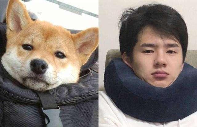 长得像林永健的狗,卫视官宣一条狗做跨年嘉宾(林永健长得像什么犬)