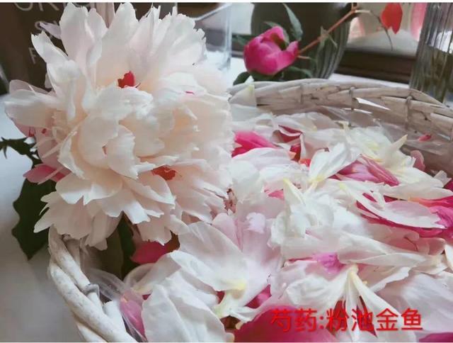 芍药不开花的解决办法，芍药一直不开花怎么办（开花个个比拳头大）