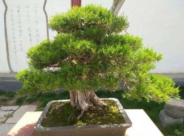 老桩是什么意思，玫瑰老桩是什么意思（3种“盆景树”）