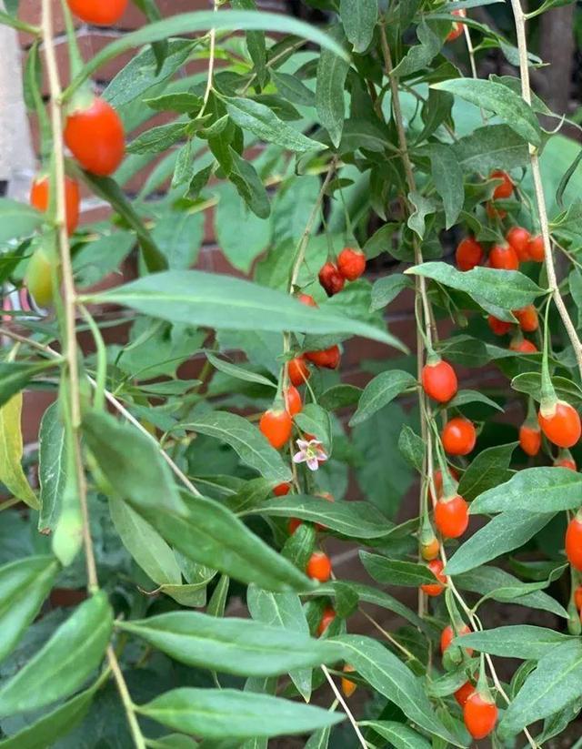 不锈钢盆可以放烤箱吗，烤箱里可以放不锈钢盆吗（10种花最养人）