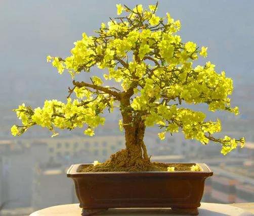 迎春花的特点,迎春花的栽植(九寨迎春花的特点)