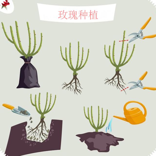 玫瑰花怎么保存，玫瑰花怎么保存时间长（掌握这几点知识要点）