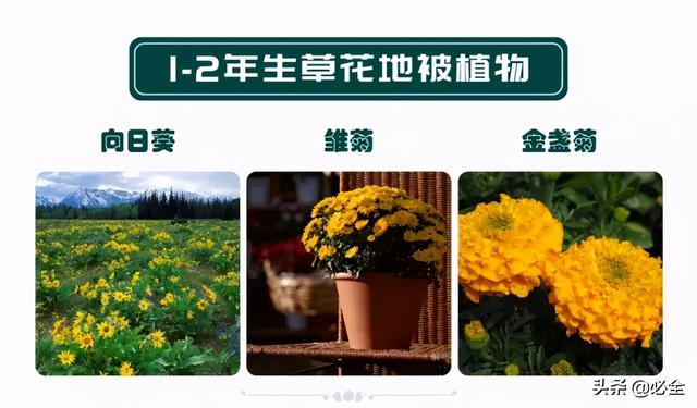 蓬径和冠幅有什么区别，冠径和冠幅是什么意思（这份图文并茂的强烈建议收藏）