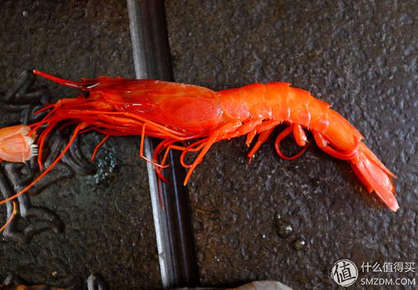 虾有多少品种，淡水虾有哪些品种（虾类双11购买攻略富山虾）