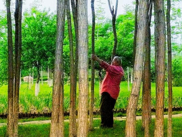 荷兰的国花是什么花，荷兰的国花是什么（荷兰的国花是什么花,也被称为什么）