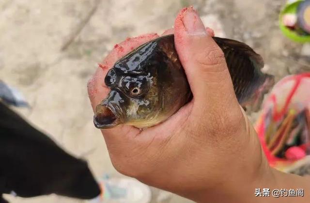 新手怎么学习钓鱼，快速学会钓鱼（应该要知道的5个真相）