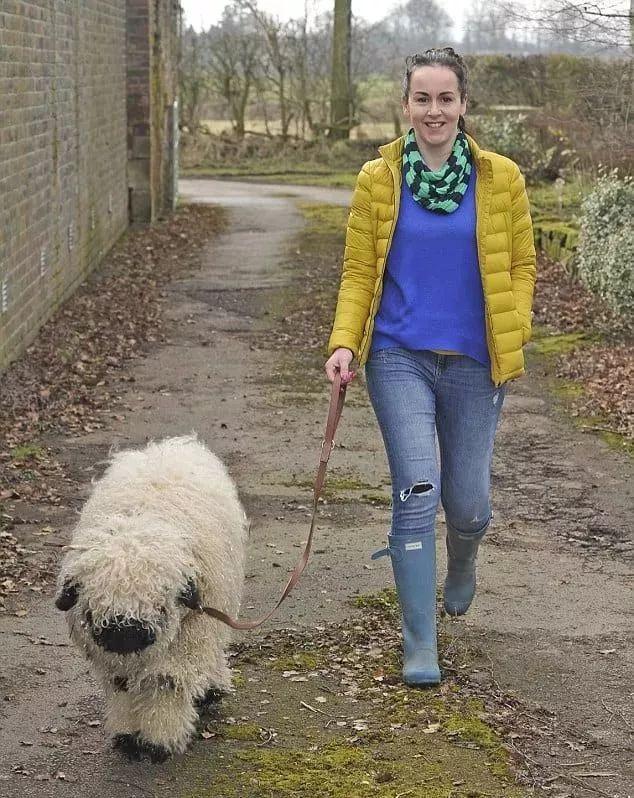 超可爱小羊羊，小羊太可爱了（却偏偏以为自己是条狗图片）