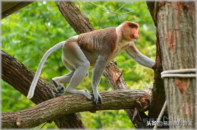 沙巴在哪里，沙巴在哪里啊（沙巴经典必游10个景点）