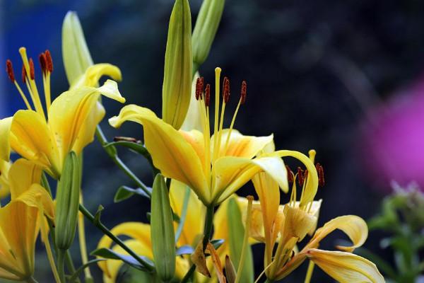 花语是希望与新生的花(花语是希望与新生的花是)