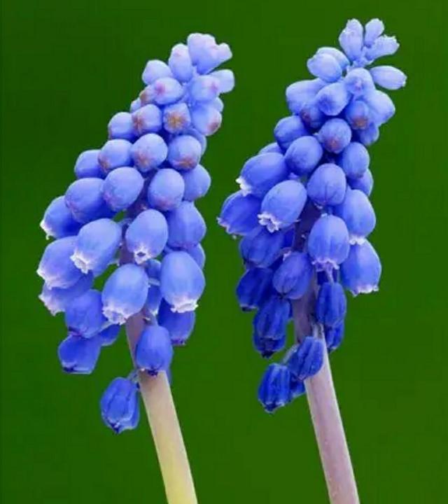 花语传说，一见钟情忘不了（花语传说护肤品）