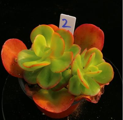 梅花的形状颜色姿态都有什么，梅花的形状颜色姿态都有什么特点（这种红梅“一朵”就开满一盆）