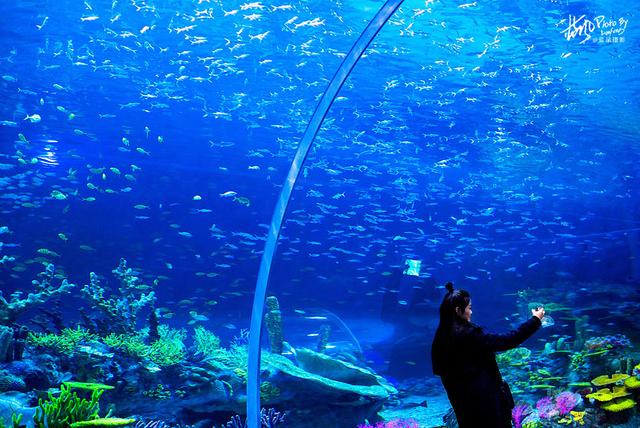 极地动物资料,极地动物世界(这些极地海洋鱼类太美了) 极地动物资料,极地动物世界(这些极地海洋鱼类太美了)