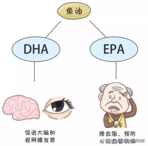 孕妇补dha的最佳时间，孕妇补DHA的最佳时期（和鱼油、鱼肝油一样吗）