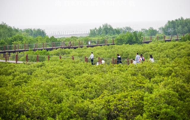 海陵岛红树林赶海攻略，海陵岛不只有碧海银沙