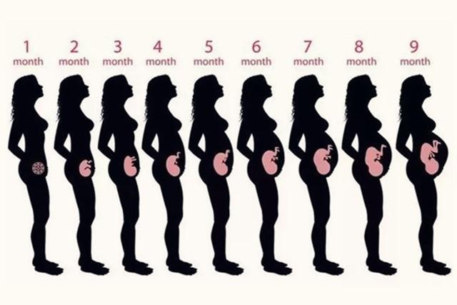 怀孕三个月显怀吗,为什么怀孕不到三个月就显怀(你是何时开始显怀的