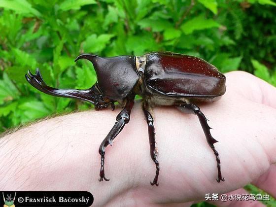 独角仙喜欢吃什么，独角仙喜欢吃什么水果（能养吗 好养吗 怎么养）