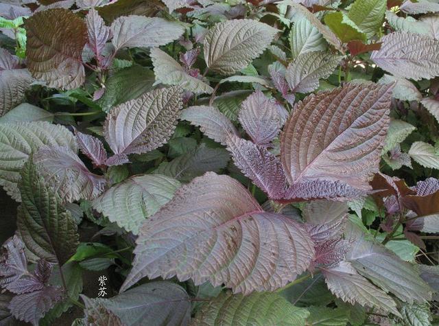 苏子叶是什么树的叶子，苏子叶是什么树的叶子在花盆里能种吗（紫苏叶、苏梗、苏子）